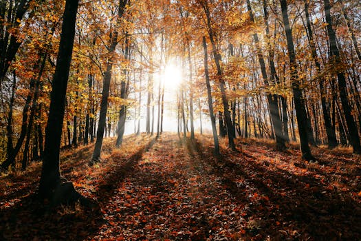 colorful forest with sunlight